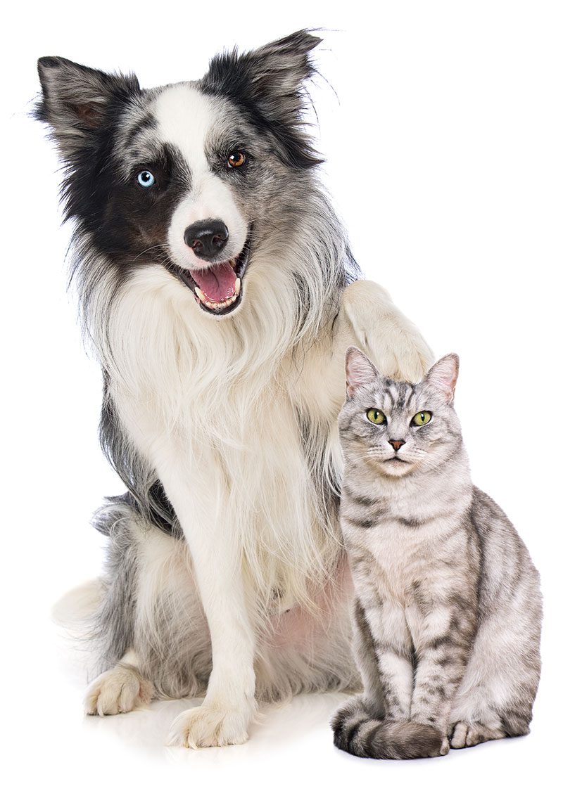 Dog And Cat