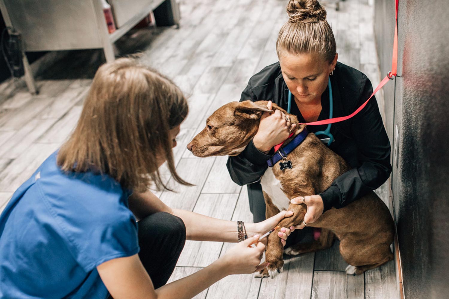 Zephyhills Staff Giving Dog Vaccination