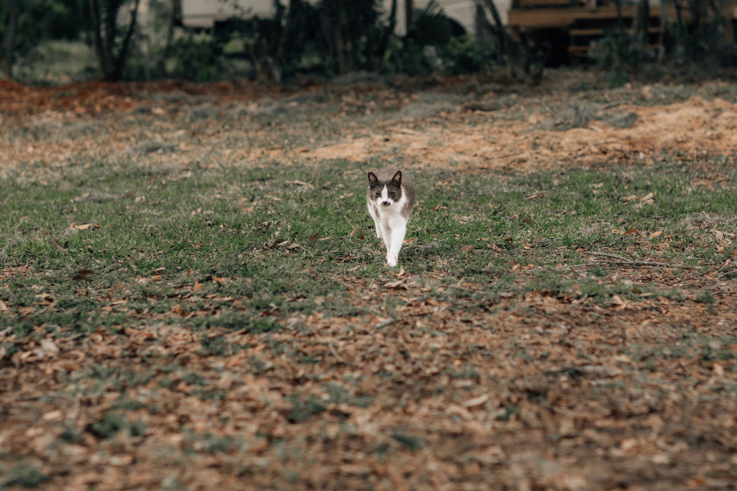 Cat Walking Outside In Grass Mobile