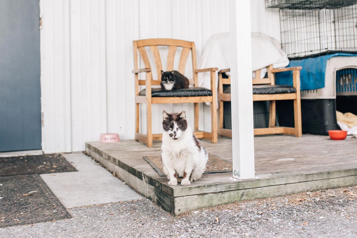 Cats Outside Clinic