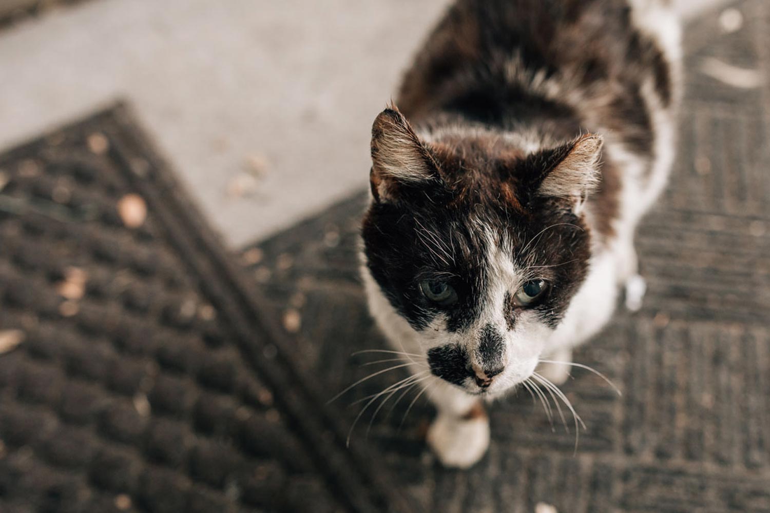 Close Up Of Multi Colored Cat Outside