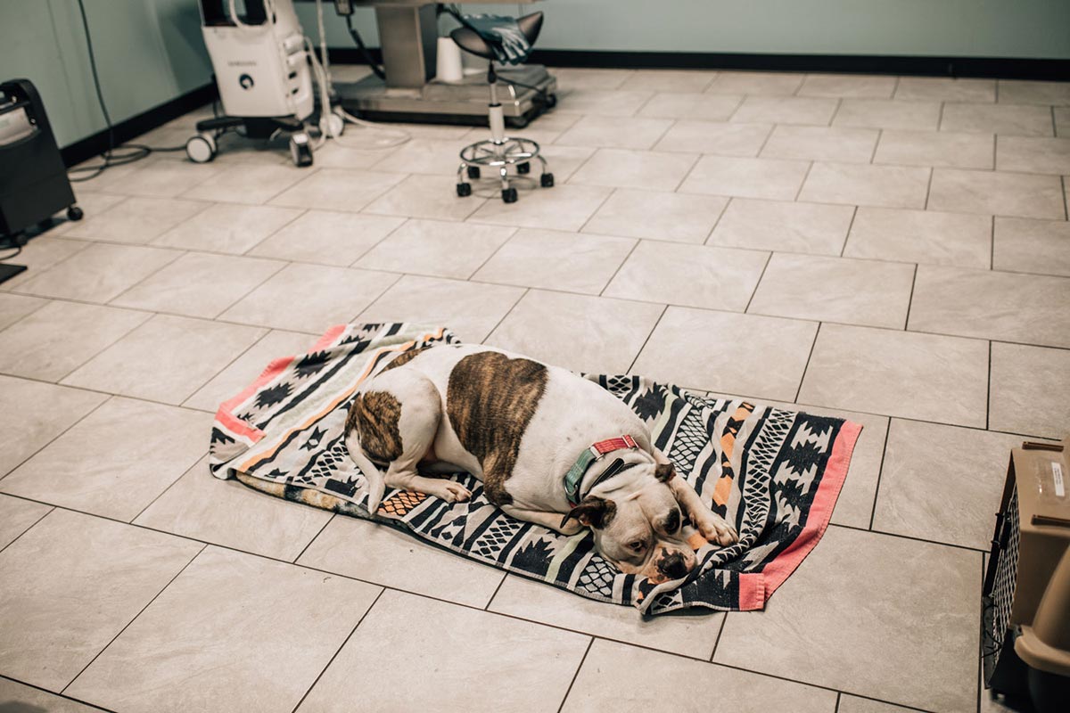 Dog Laying Down On Colorful Blanket