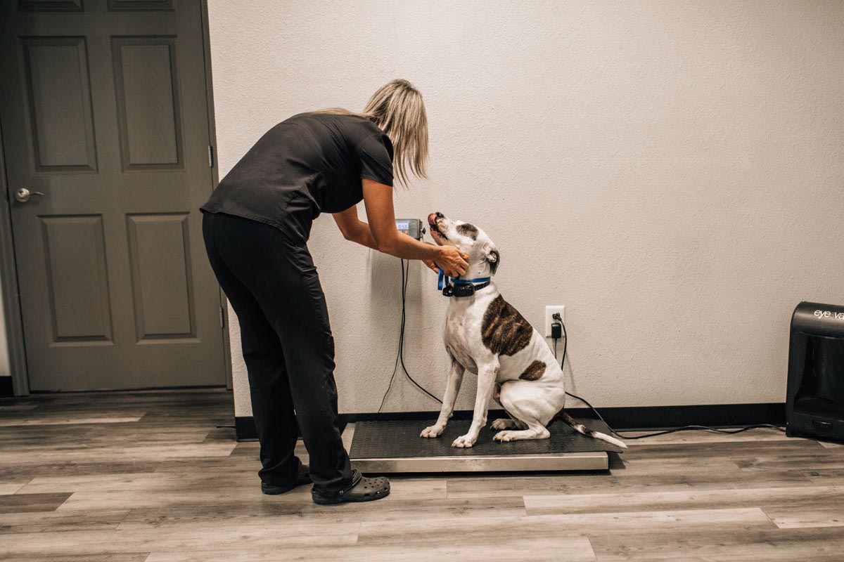 Staff Member Checking Dogs Weight