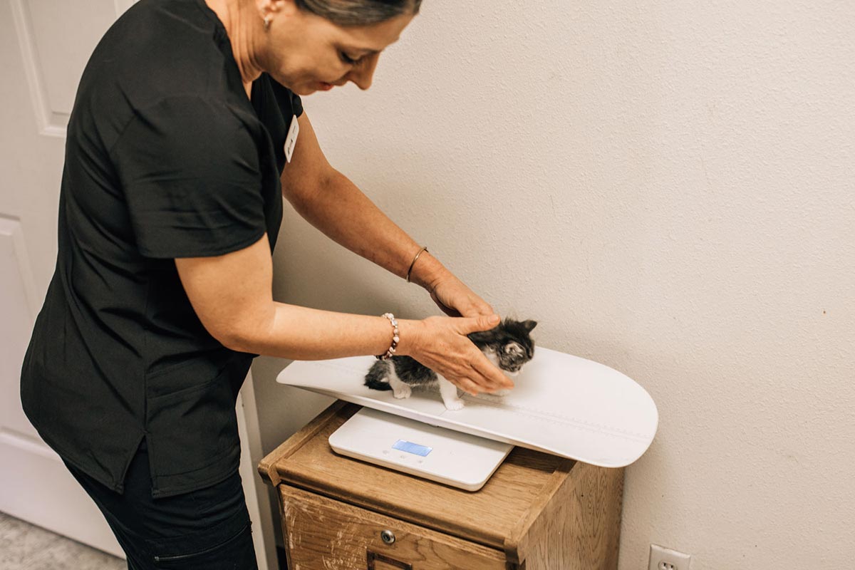 Staff Member Weighing Kitten