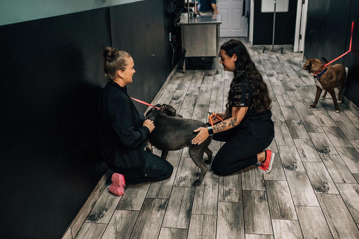 Staff Members Trimming Dogs Nails