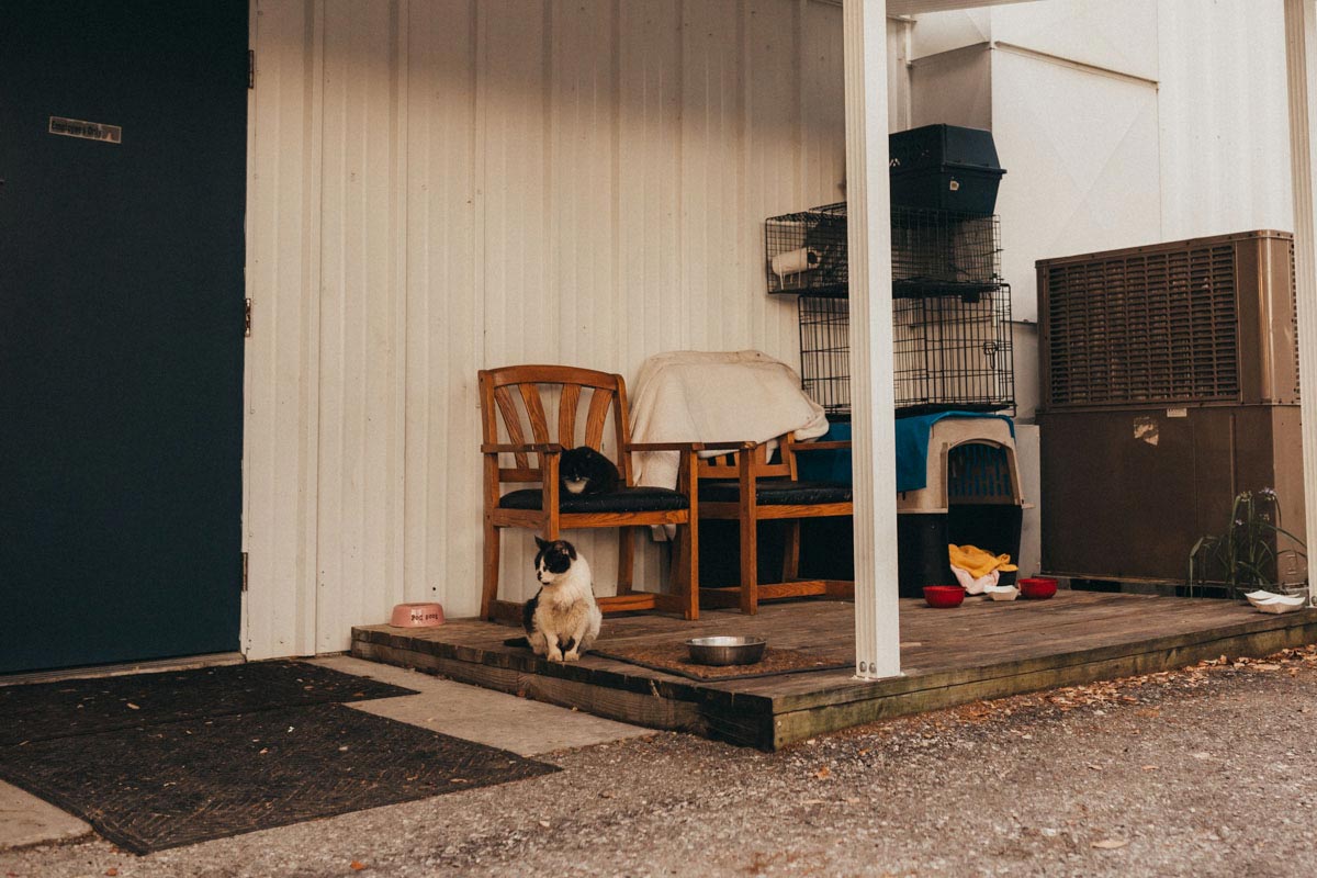 Stray Cats Outside Clinic