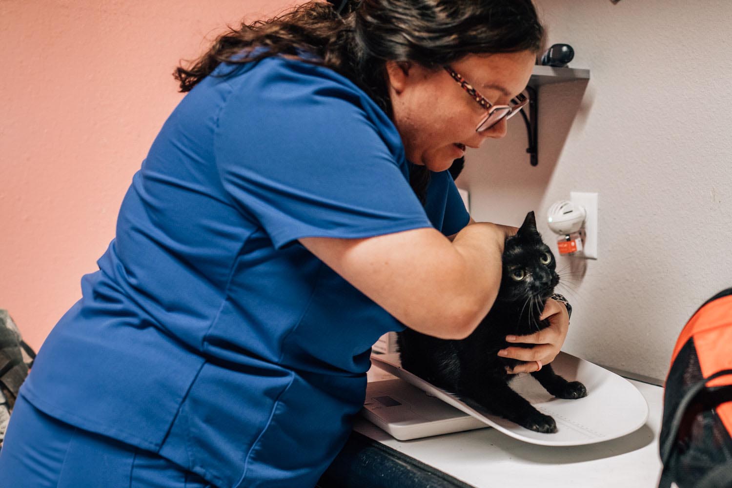 Weighing Cat