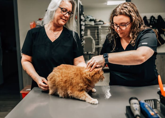 two females examining orange stripped cat