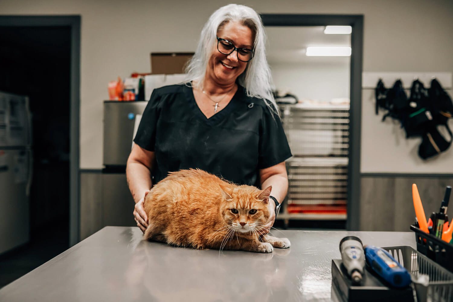 Female with long white hair examining an orange striped cat