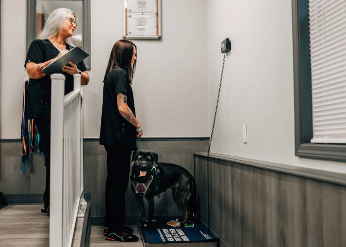 Two females weighing large dog on large scale