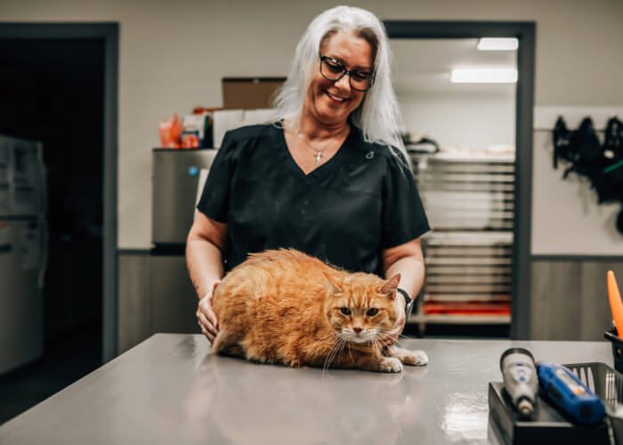 Female with long white hair examining an orange striped cat
