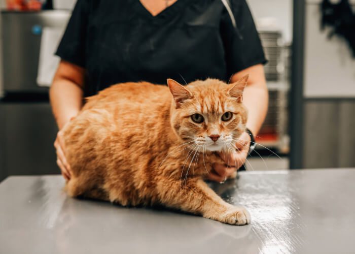 orange stripped cat laying on exam table