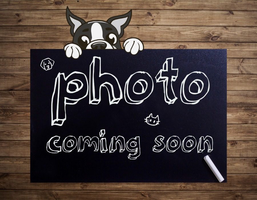 Plant City Photo Coming Soon Plant City Photo Coming Soon image with dog peeking over the top