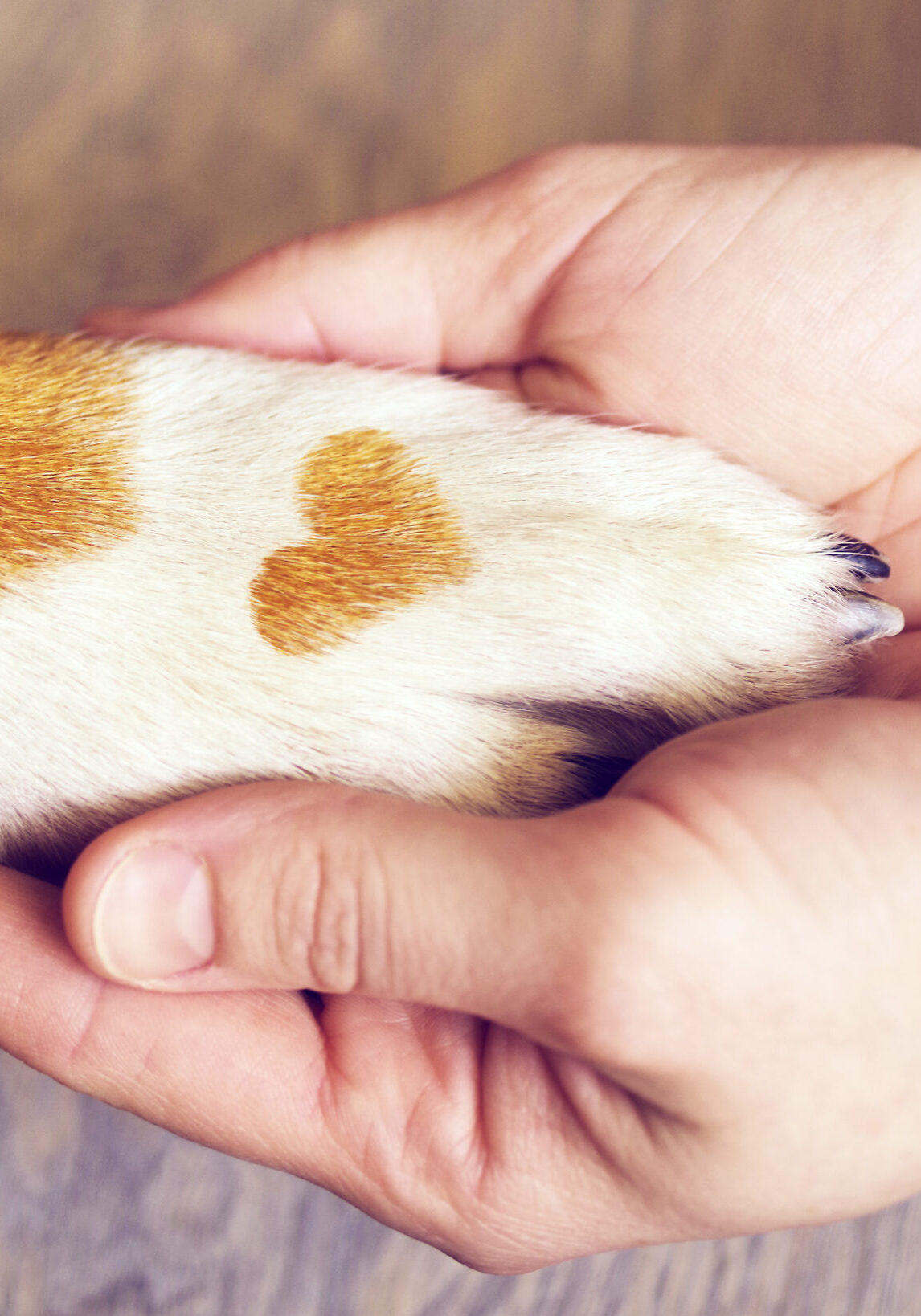 Dog Paws With A Spot In The Form Of Heart And Human Hand Close Up, Top View. Conceptual Image Of Friendship, Trust, Love, The Help Between The Person And A Dog