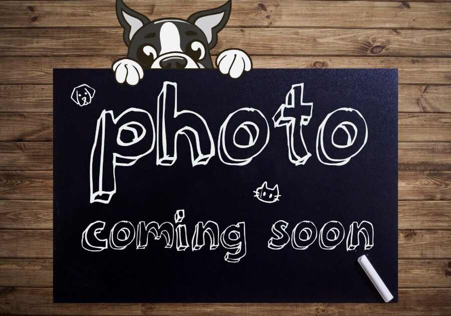 Plant City Photo Coming Soon image with dog peeking over the top