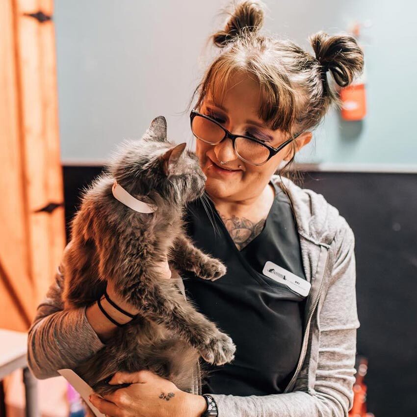 Staff Member Holding Grey Cat