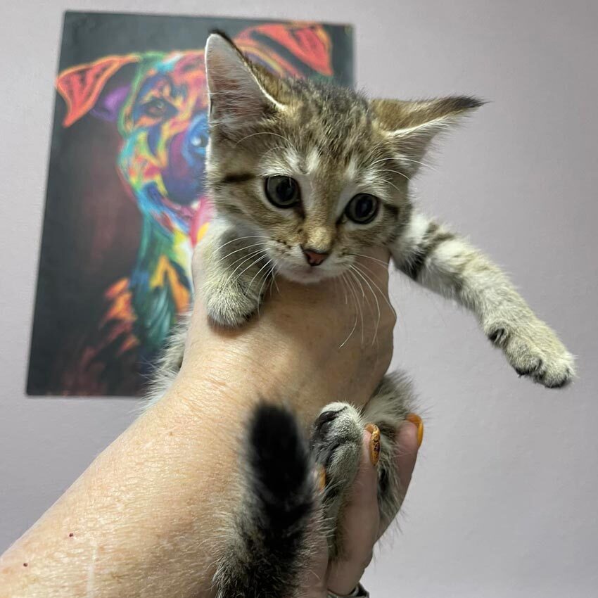 Staff Member Holding Small Kitten