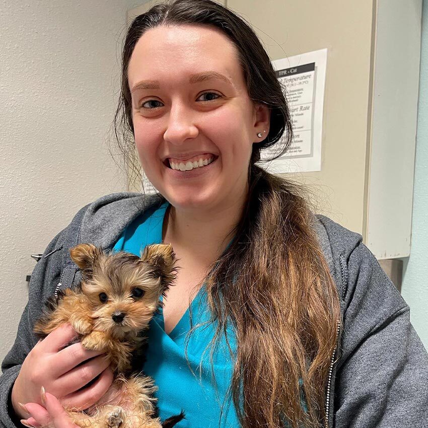 Staff Member Holding Small Yorkie Puppy