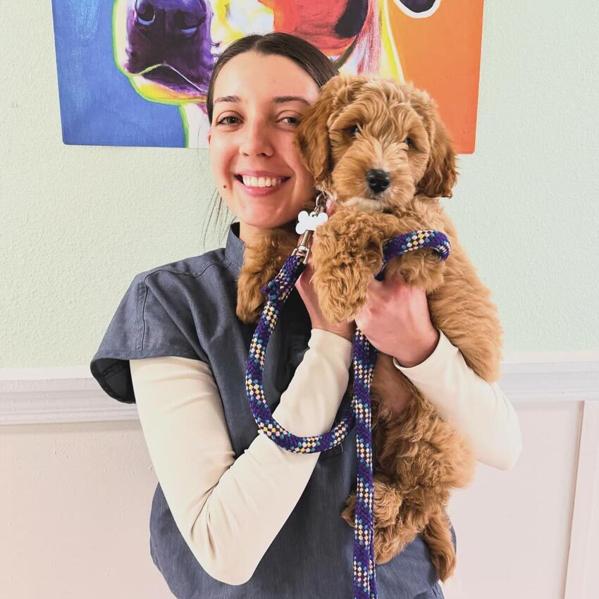 Staff Member Smiling And Holding Goldendoodle Puppy