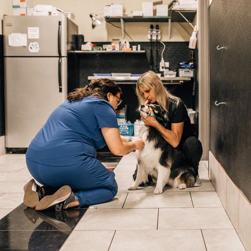 Staff Members With Fluffy Dog