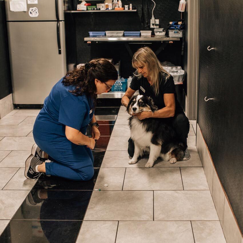 Staff Members With Shepherd Dog