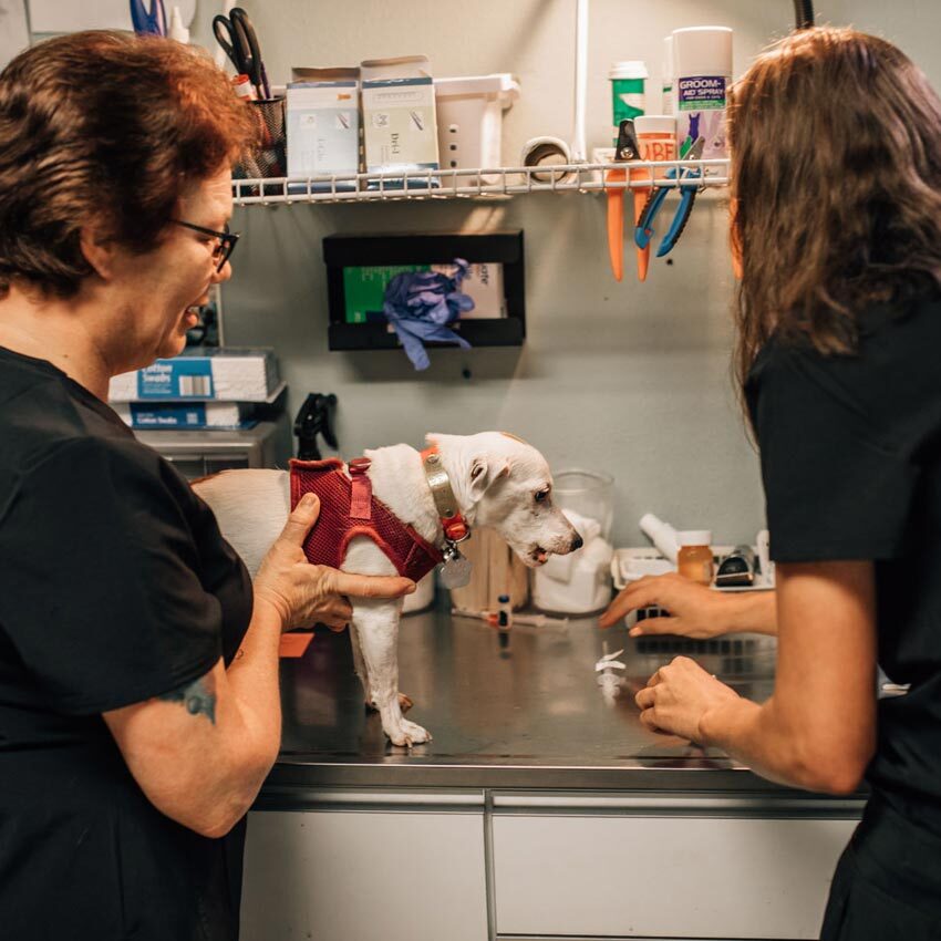 Vet Techs With Chihuahua